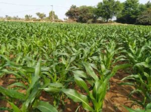 maize crop, crop booking