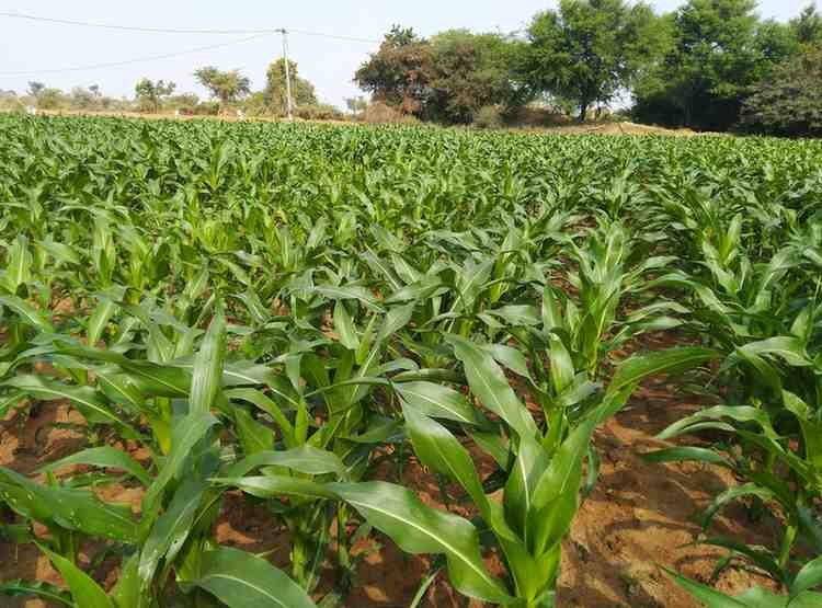 maize crop, crop booking